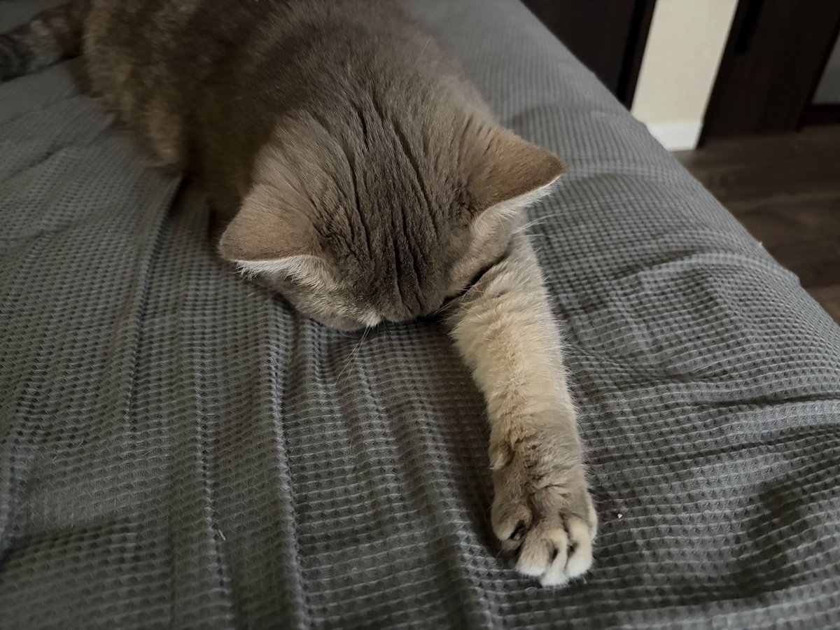rrrrtmnm's tweet photo. 夢の中でウルトラマンになってるのかな🐱 https://t.co/gadt94QeBc