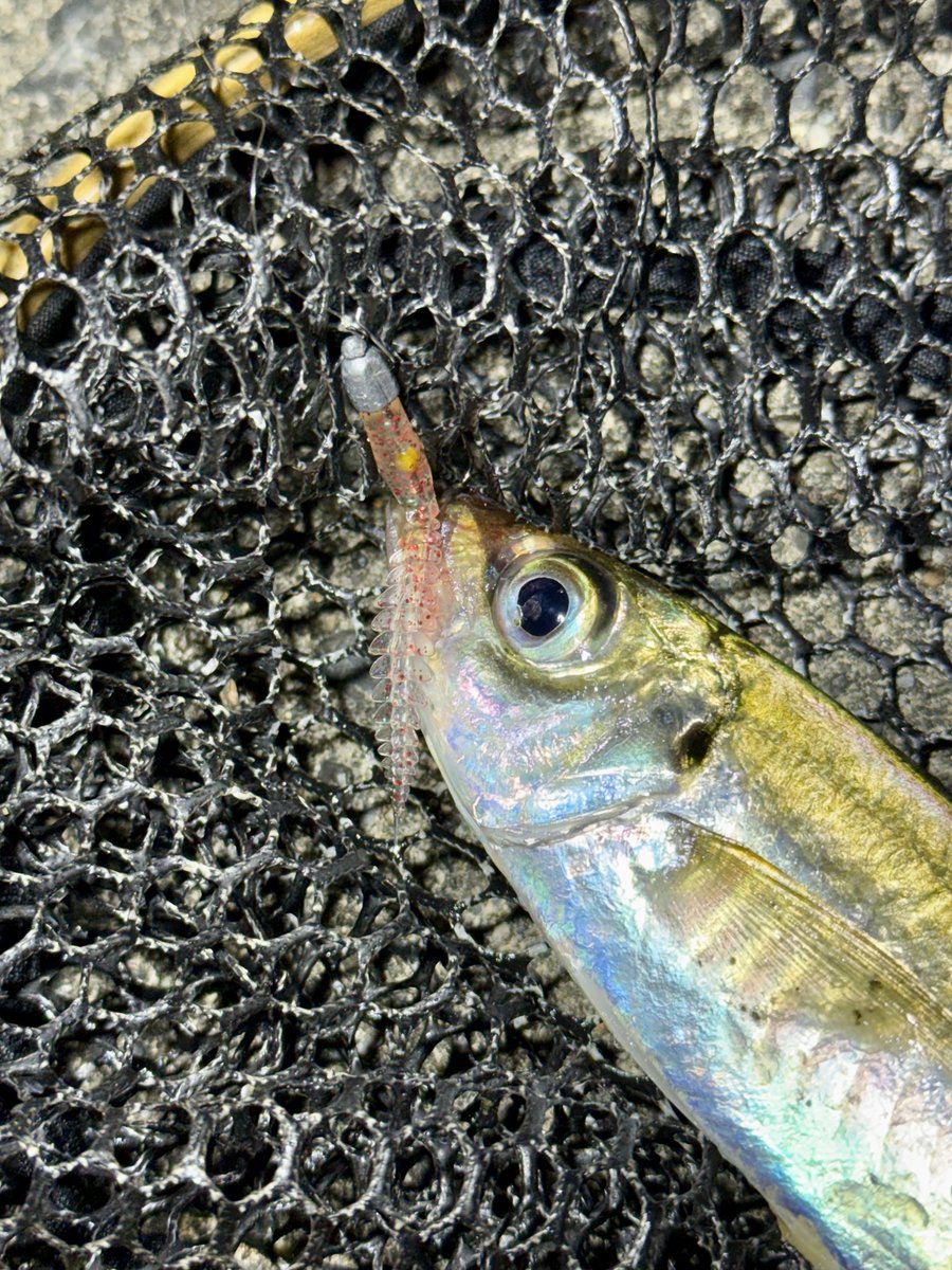 fr_chopper's tweet photo. 18カーディフ＋TICT CBSスプールに無事入魂🎣
我ながらグリーンがやっぱカッコイイわ✨
お気に入りのタックルで釣るとテンション上がるね👍😍

#INXlabel 
#インクスレーベル
#ヴェスパーダ
#ゼイゴー
#PR https://t.co/aUJ0KKnhFW