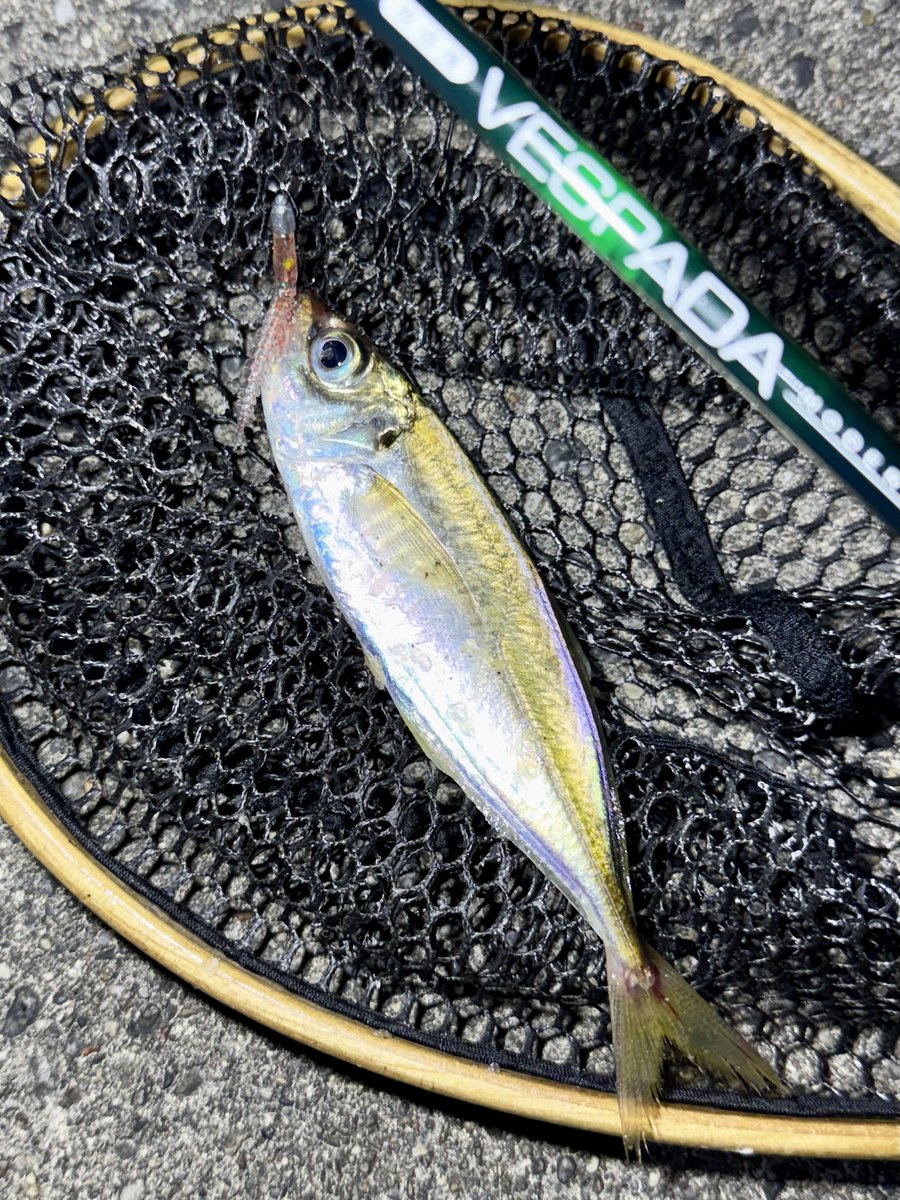fr_chopper's tweet photo. 18カーディフ＋TICT CBSスプールに無事入魂🎣
我ながらグリーンがやっぱカッコイイわ✨
お気に入りのタックルで釣るとテンション上がるね👍😍

#INXlabel 
#インクスレーベル
#ヴェスパーダ
#ゼイゴー
#PR https://t.co/aUJ0KKnhFW