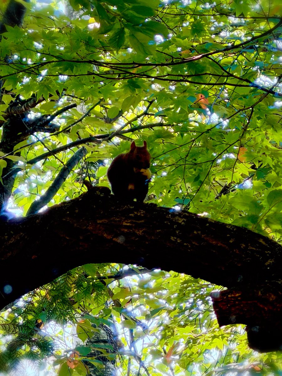 yanagim0ri's tweet photo. リス！！！！🐿️ https://t.co/5LxBU5gVhS
