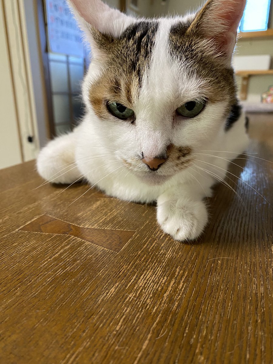 mitreiluv's tweet photo. 残暑お見舞い申し上げます

#ねこ #ネコ #猫 #保護猫 #ねこのいる暮らし #猫好きさんと繋がりたい https://t.co/Y3yrYAJLVl