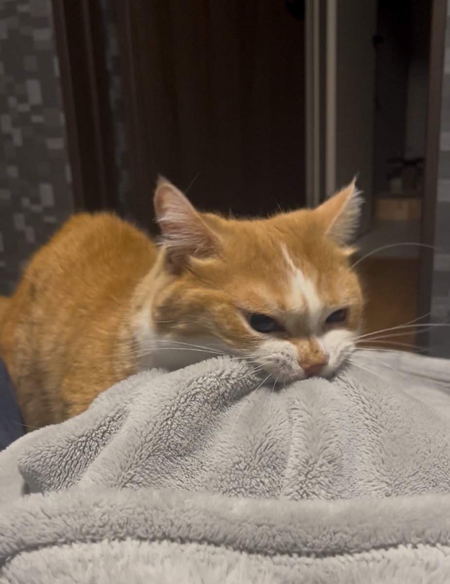 kotaro_0315's tweet photo. おはようガブゥ
#猫　#猫好き　#猫のいる生活 https://t.co/LHAaawY7FT