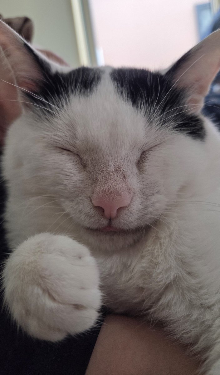 KomoChibo's tweet photo. #世界猫の日 

全ねこちゃんの幸せを願う https://t.co/s6HJTItHKX