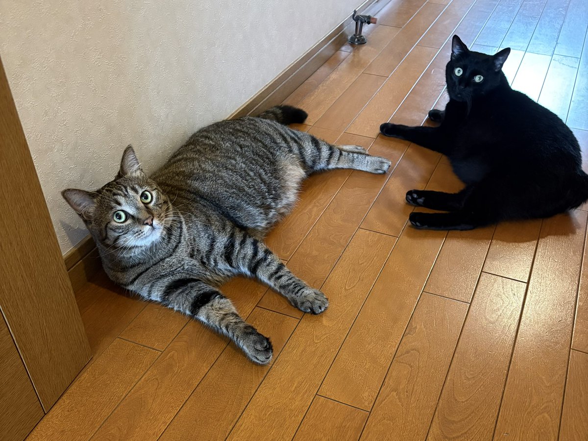 uJWJpFJGxHBmkUw's tweet photo. おはようございます😺︎💕︎︎💕︎ https://t.co/frEi338mrc