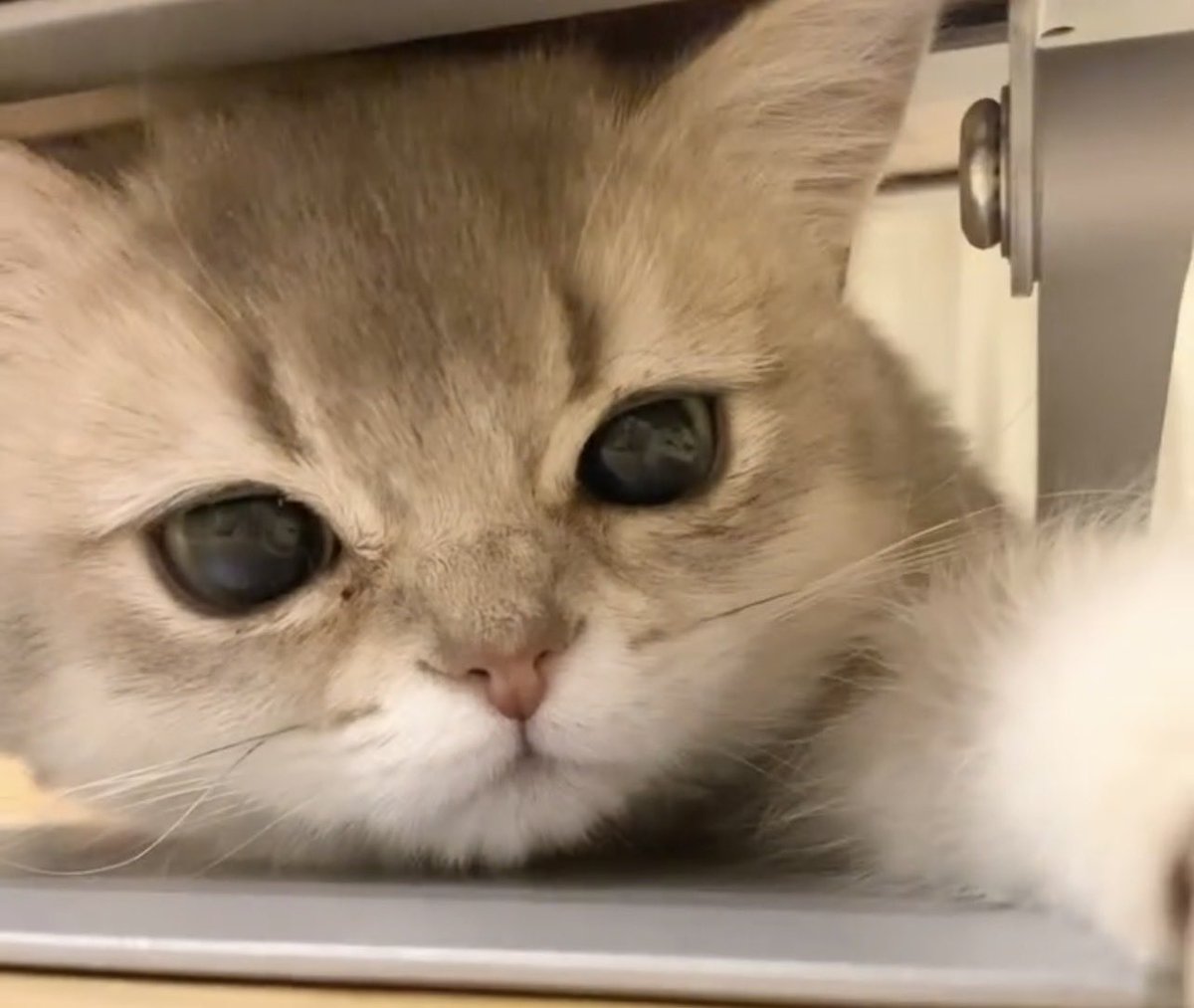 nico_mia_life's tweet photo. 子猫、出撃！ https://t.co/zgsaztpxE9