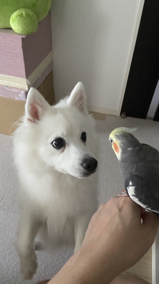 satori_e's tweet photo. 🐥ピヨ　🐕イヌ https://t.co/eq5fOp07vL