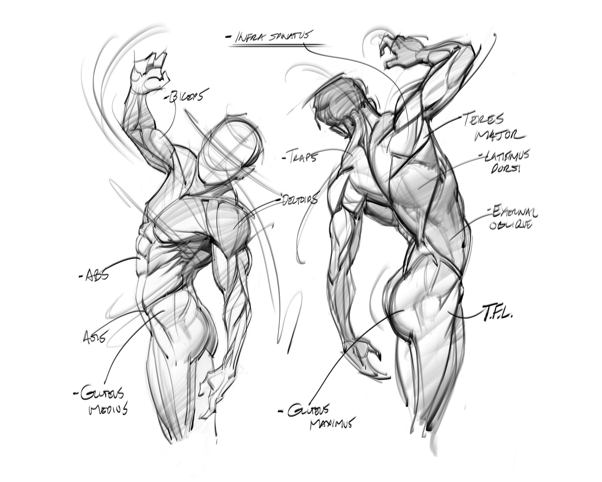saqomolo's tweet photo. Anatomy sketches! #anatomy #humananatomy #drawing #lineart #gottogetbetter #maletorso #figuredrawing #gesturedrawing #doodles #sketches #art https://t.co/aJohMffCmP