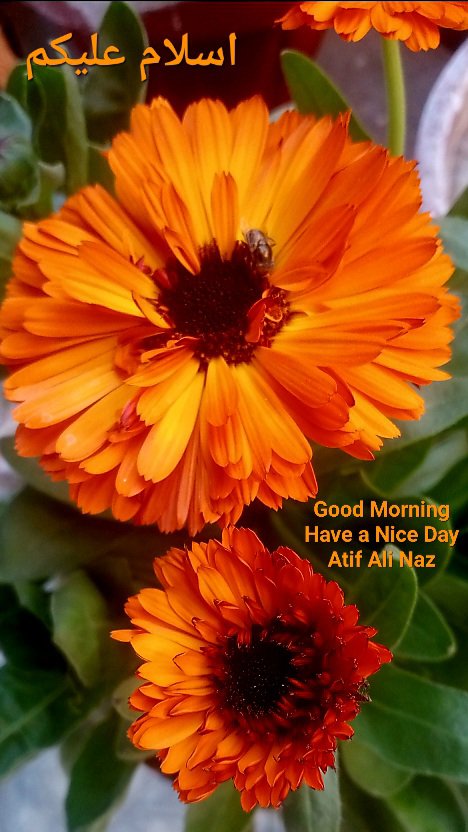 AtifNaz14's tweet photo. Good Morning https://t.co/9yHpIPTG8O