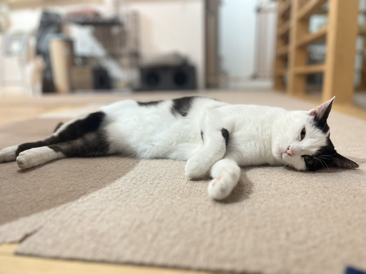 Post by P on X: すや