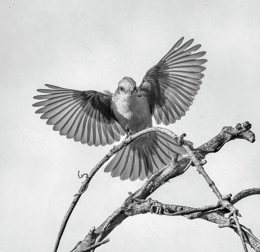joancarroll's tweet photo. Vermillion Flycatcher BW Pantanal Brazil! https://t.co/Owozby1Wrt #flycatcher #blackandwhite #blackandwhitephotography #bird #birdphotography #wildlifephotography #nature #pantanal #brazil #artforsale #wallartforsale #giftideas @joancarroll https://t.co/23uKj3VHJj