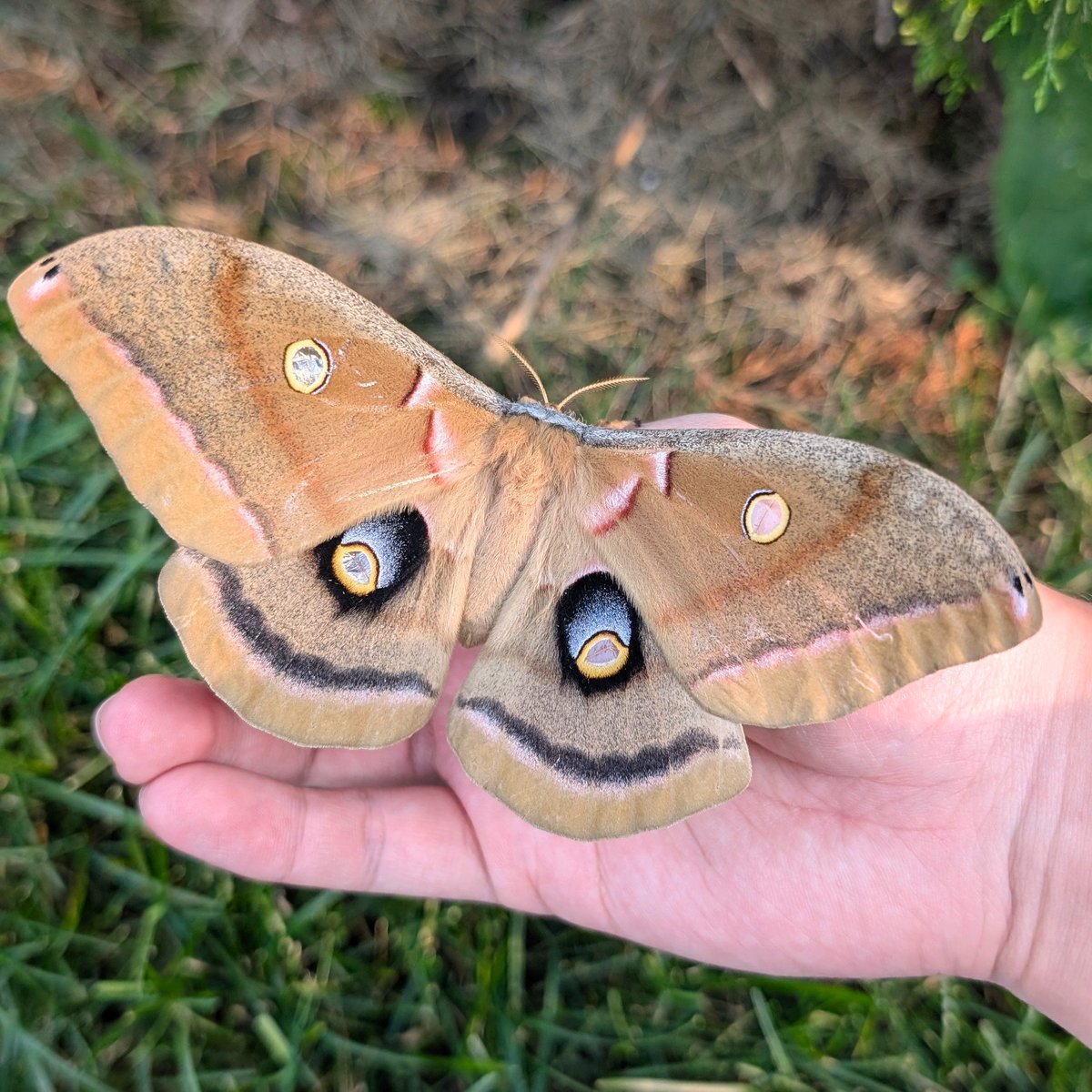 _Archesuchus_'s tweet photo. Queen Mothra in my backyard https://t.co/cyBMn2uVDg