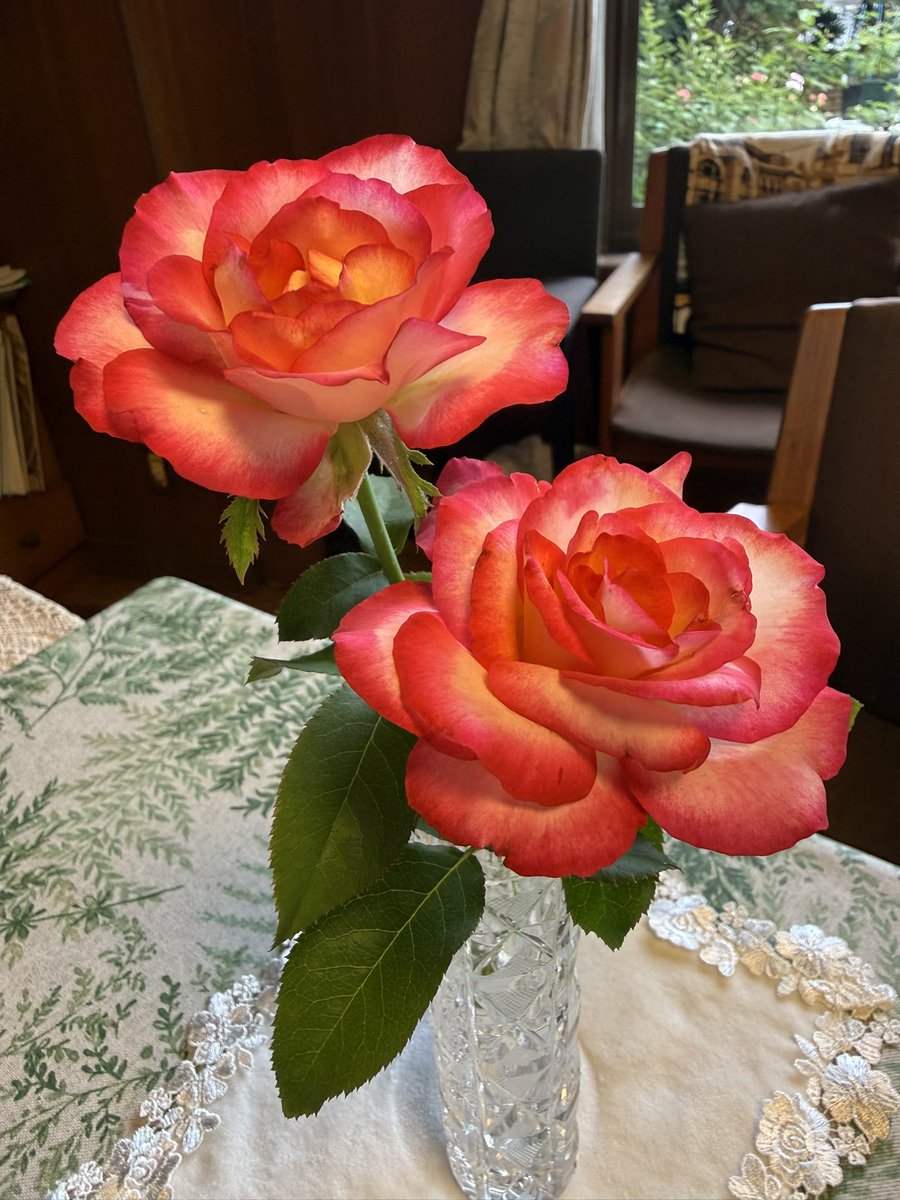 ottohime1155's tweet photo. おはようございます♪

暑い暑い毎日の中、咲いてくれたレオフェレ🌹

皆さまも暑さにお気をつけて(*´︶`*)ﾉ https://t.co/lKalqTOZR2