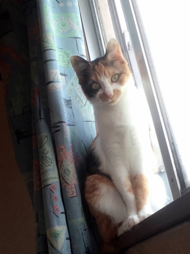 haruka_0744's tweet photo. 猫の日(？)らしくて、うちの飼ってた愛らしいるなたんを見てほしい。三毛メス｢るな｣月のように綺麗な顔をしてて、決めた名前だったんだよね。美人にゃんこなんです https://t.co/U1GUPs3beW