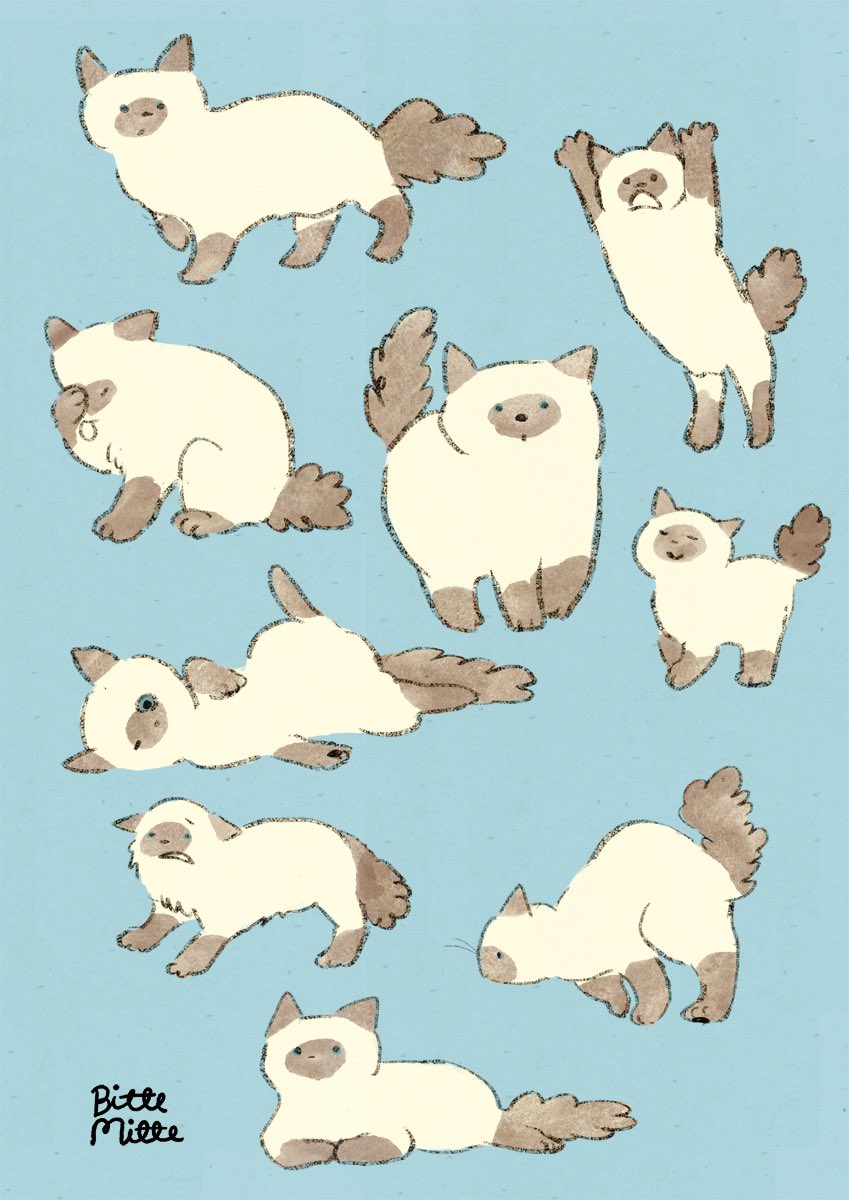 momoro66's tweet photo. #世界猫の日 https://t.co/eJaUlytwZh