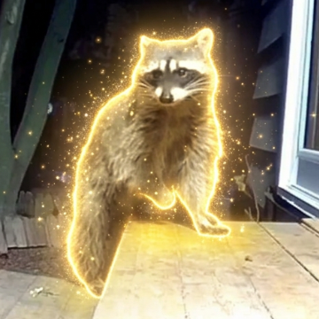 dv44444444's tweet photo. This Raccoon named Periwinkle is gaining traction on Tiktok  

Periwinkle is missing one hand and this person puts out food for her  

next Jimothy???  

$Periwinkle Periwinkle The Raccoon

https://t.co/6mr71QgxCq

tons of videos https://t.co/YvooqyHeJP