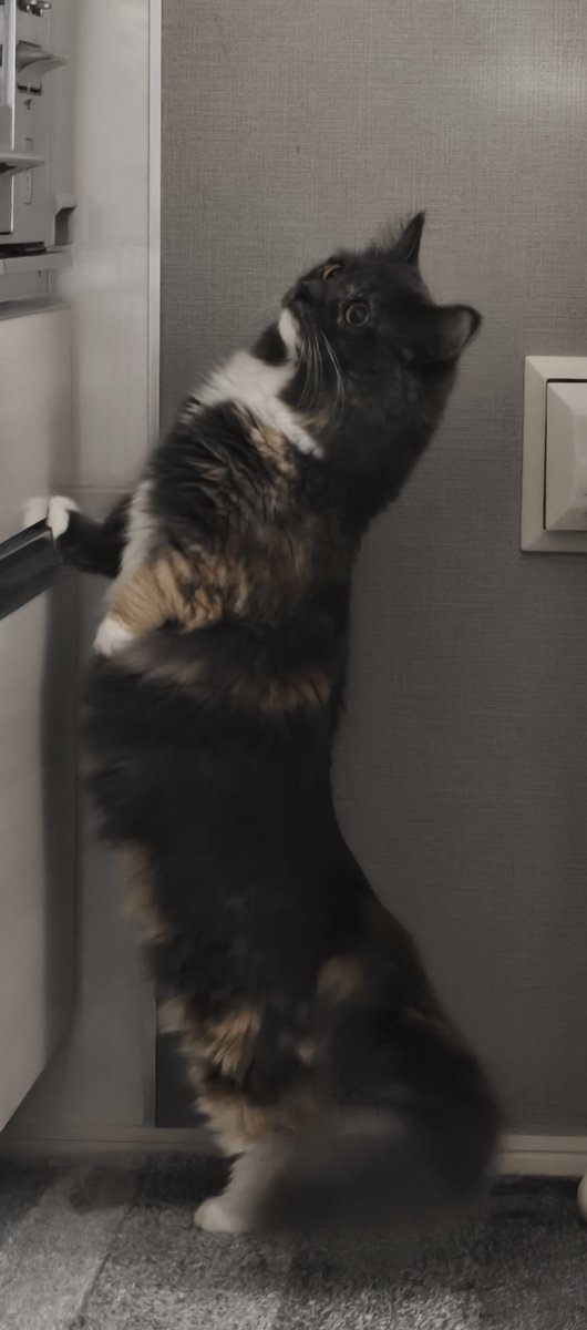 Gurafu07's tweet photo. Long cat… https://t.co/fCwSnwhtdM