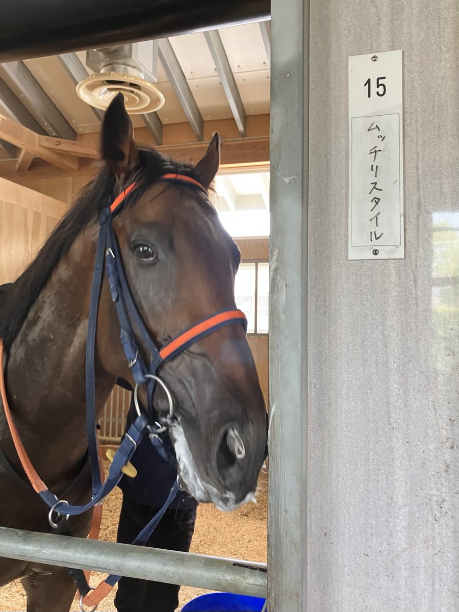 gendai_keiba's tweet photo. 本日の札幌５Ｒ・２歳新馬戦が初陣となるムッチリスタイル。
数週前、管理する佐藤悠太調教師は「さらにむっちりさせてデビューさせますよ」と話していました。
今週は「むちむちした中でもすっきりしたボディーに仕上がりました」と。パドックをお楽しみに！
#ムッチリスタイル #スワーヴリチャード #佐藤悠太
#BloomingRacing #VERSAILLESSTABLE #札幌５Ｒ