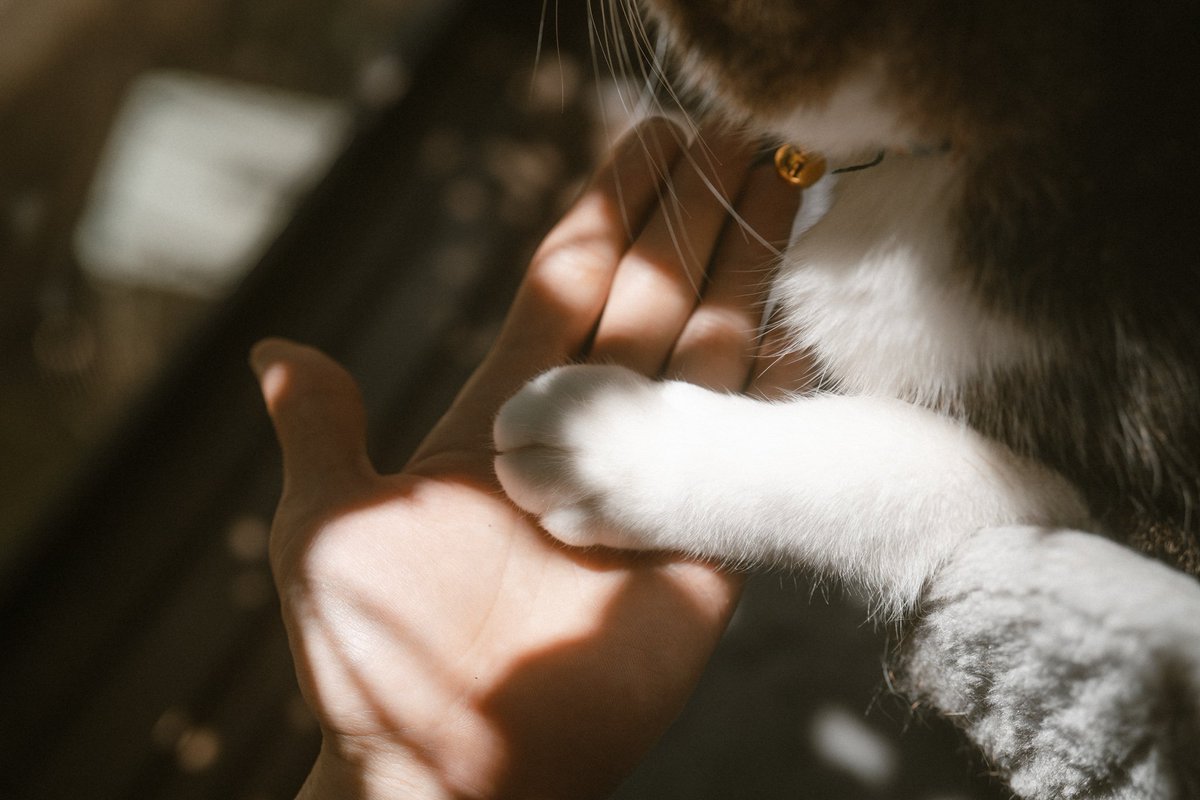Yuki910828's tweet photo. 世界猫の日 https://t.co/apXgRMHJPZ