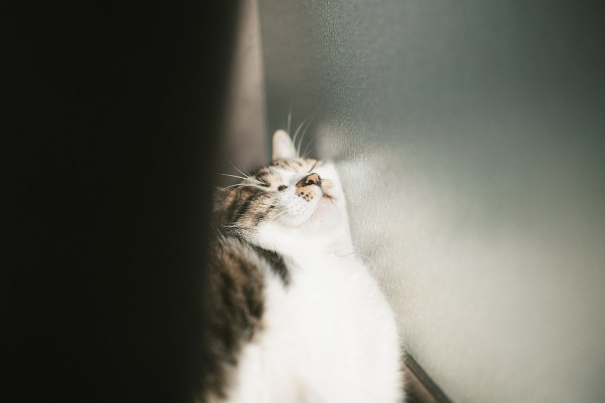 Yuki910828's tweet photo. 世界猫の日 https://t.co/apXgRMHJPZ
