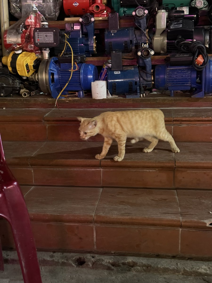 renm_0130's tweet photo. 夜の街歩きとベトナムねこさん。
人懐っこくてかわいい子でした🐈 https://t.co/7QVglEgetU
