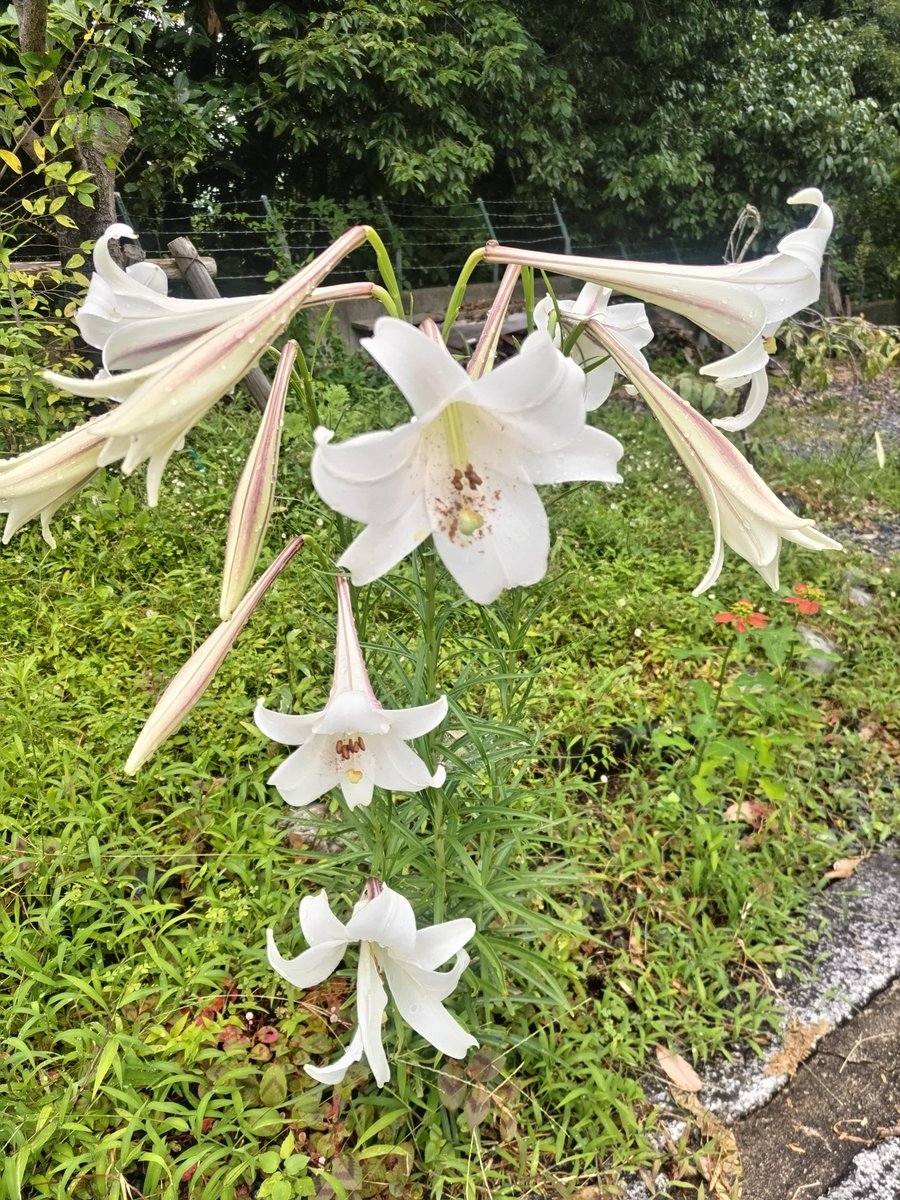 satokofukui's tweet photo. ねぼすけのハナムグリちゃん。ユリの花がベッドだなんて、ぜいたくですね✨️
いい夢をみてね… https://t.co/J9dthLfgAC