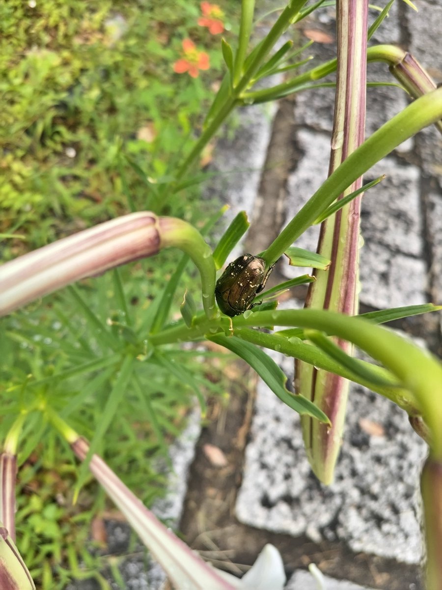 satokofukui's tweet photo. ねぼすけのハナムグリちゃん。ユリの花がベッドだなんて、ぜいたくですね✨️
いい夢をみてね… https://t.co/J9dthLfgAC