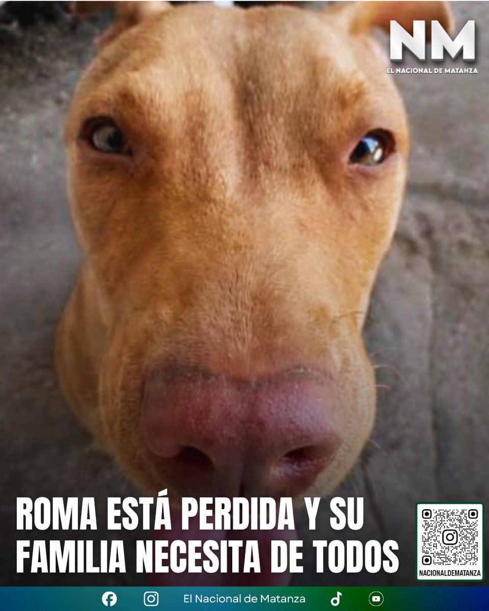 NacionalMatanza's tweet photo. 🚨 AYUDEMOS A ENCONTRAR A ROMA 🚨

🐶 Roma se escapó este viernes alrededor de las 18:30 de la zona de Cristianía y Lascano, en Isidro Casanova

La última vez fue vista corriendo en dirección a Atalaya. Es una perra muy cariñosa, está en buen estado de salud, pero sus dueños creen que está muy asustada.

⚠️ Si la ves, por favor no la persigas. Intentá mantenerla a la vista y comunicate de inmediato con su familia.

📞 11-6290-9540
📞 +54 9 11 2889-2392

🙏 Compartamos la publicación. Un dato, por pequeño que parezca, puede ayudar a que Roma vuelva a casa.