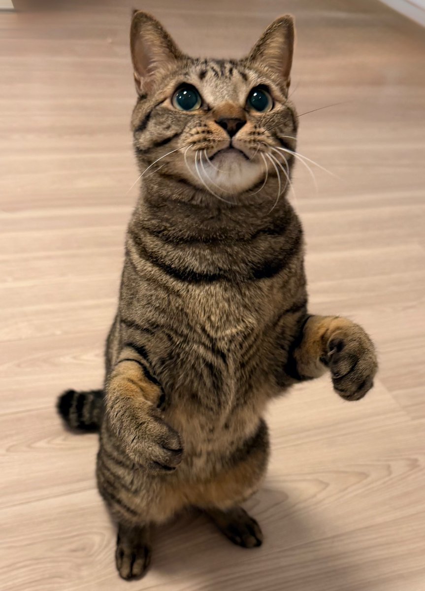 SAK_SAK_SAKUMA's tweet photo. #世界猫の日

おてんばシャチちゃん←
　　　　　　　　　　　やんちゃなツナくん→ https://t.co/wSn4OD0u3V
