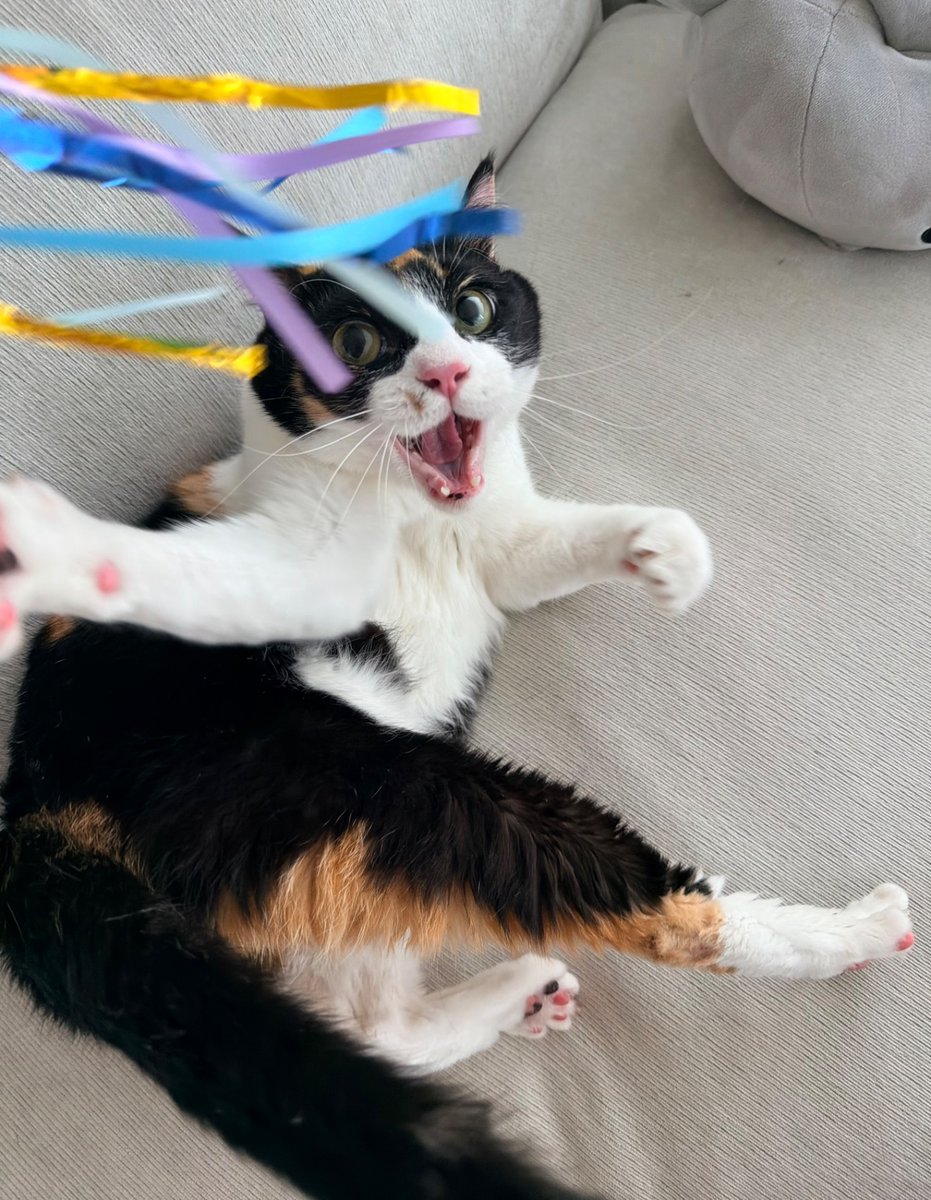 SAK_SAK_SAKUMA's tweet photo. #世界猫の日

おてんばシャチちゃん←
　　　　　　　　　　　やんちゃなツナくん→ https://t.co/wSn4OD0u3V