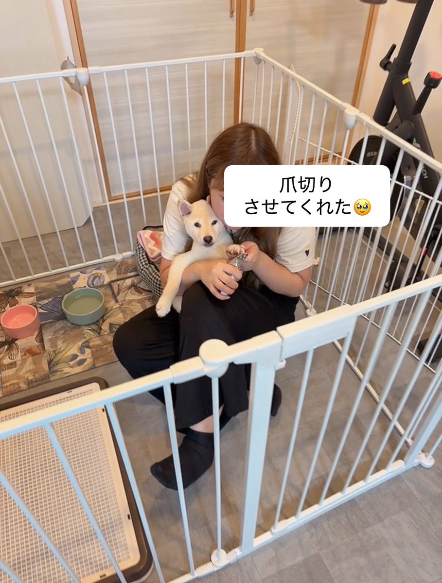 koroneesama's tweet photo. 今日はR8.8.8なんだねー.ᐟ
だからなのかたくさん結婚報告の
ﾂｲｰﾄが流れてくる💐♡

私は…お盆休みに入った✌︎
そして新しい家族が増えました🥰
白柴のモチくんです🐶
男の子です👦🏻⭐️

慣れさせるために
色んなことしてる🧏‍♀️笑
もーー愛おしすぎてたまらんです🥹🫶🏻 https://t.co/OxSfrx4QHt