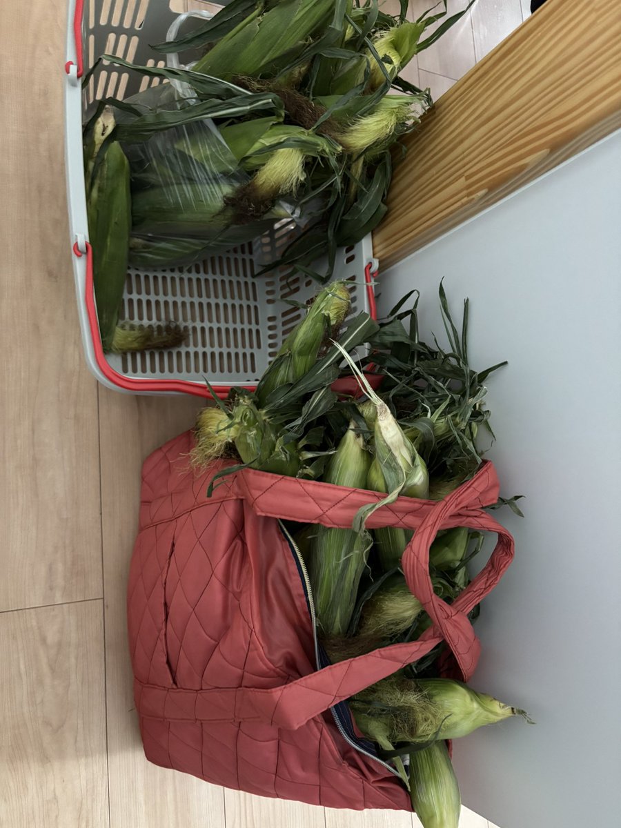 Akuto_dig's tweet photo. 規格外でハネ品のトウモロコシあげるって言われたらしく嫁がめっちゃ貰ってきた。
試しに10本茹でてみたけどこれがなんでハネ品になるのかサッパリわからん。
数えたら75本あったww貰って来すぎだろww https://t.co/RbmYYAjwGg