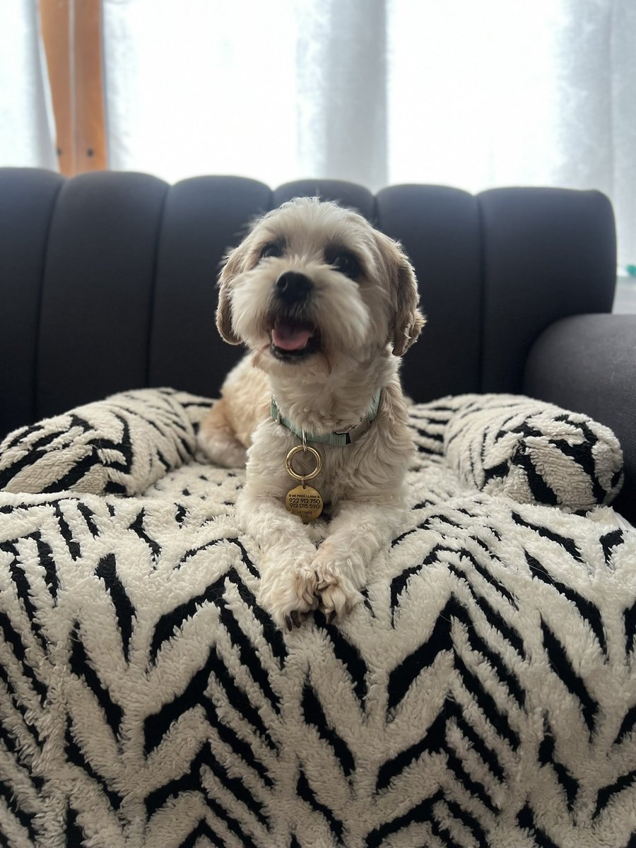 peravi's tweet photo. ARENITA EN ADOPCIÓN 💚
Está lista para dar amor a tu hogar 
5 años, pequeñita, 5,5kg esterilizada, vacunada. Info: 912 015 590 
https://t.co/Eoj4WttJyh
Dale RT 💚 https://t.co/SIcLqhBz3d