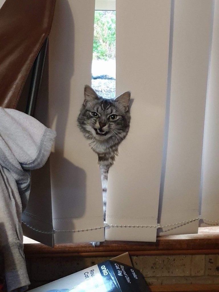 BestOfMeow's tweet photo. https://t.co/7QV3206PCX
