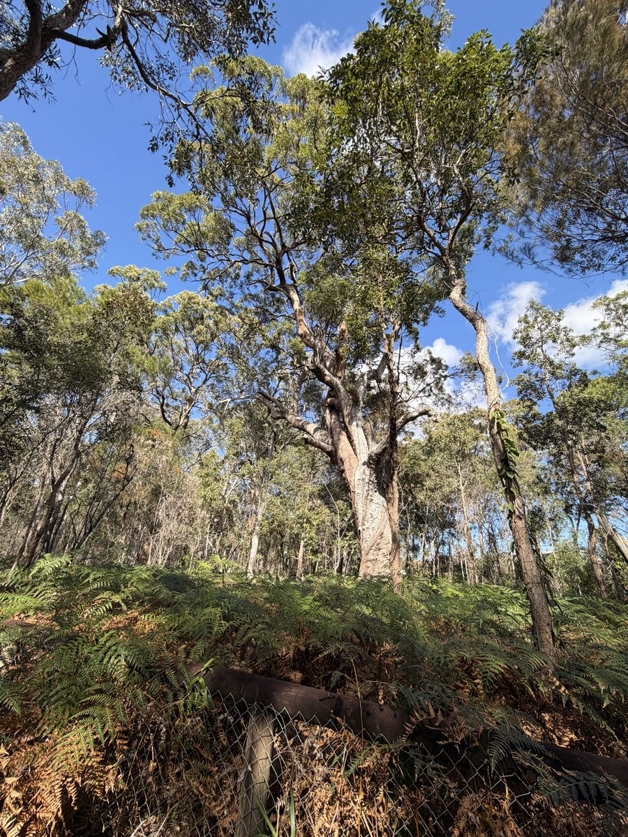 delicate1818's tweet photo. 今回は仕事で行った🇦🇺
南太平洋の雰囲気好きだな〜
心地良い😌
旅っていろんな感情に出会えて、
自分が何をやりたいのか気付かせて
くれる :) https://t.co/rJKnxfE8f9
