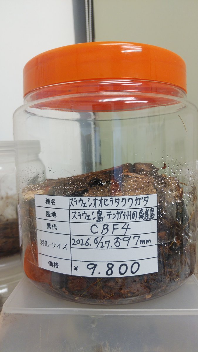 iAjkmsw8OY7GDjv's tweet photo. スラウェシオオヒラタクワガタ♂成虫単品、KBカワラブロック入荷しました。
#昆虫ショップくわがたセンセー
#スラウェシオオヒラタクワガタ https://t.co/7vIjiCZ0nR