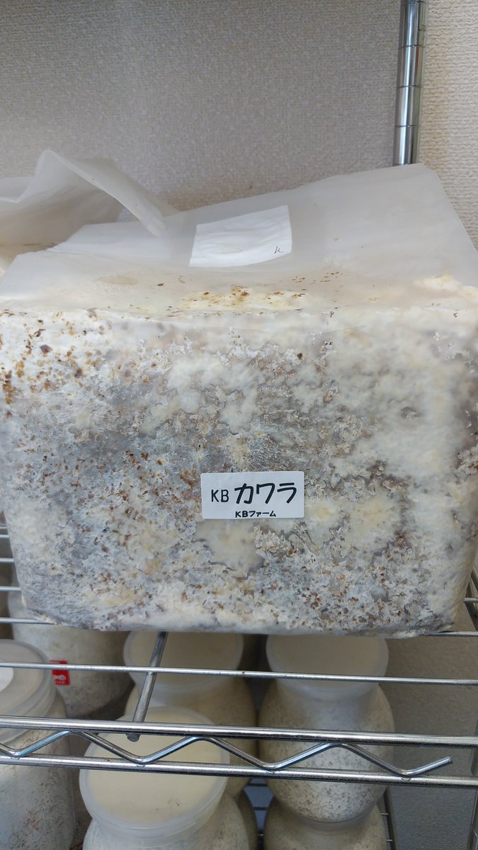 iAjkmsw8OY7GDjv's tweet photo. スラウェシオオヒラタクワガタ♂成虫単品、KBカワラブロック入荷しました。
#昆虫ショップくわがたセンセー
#スラウェシオオヒラタクワガタ https://t.co/7vIjiCZ0nR