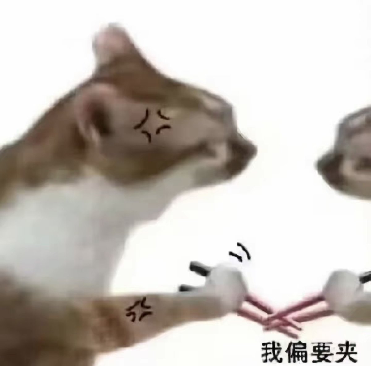 xiaobudingdev's tweet photo. 今天是国际猫日，现在链上行情好起来了，总是充斥着各种的饭局。每次想进去吃一点又担心挨打，想了想，把筷子小咪翻出来了，让我们这些散户一起做饭，大家一起吃。毕竟现在是猫咪季，筷子小咪抖音上的二创也非常的多。选择QQQB池子，买0卖1，税收全分红。让我们一起做饭 https://t.co/yS4Zo5xvy5