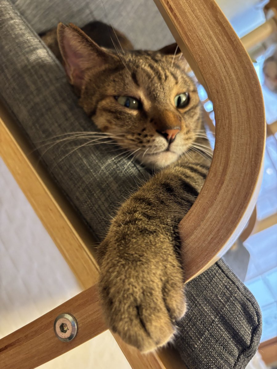 gomama212's tweet photo. #ねこのいる暮らし𓏲𓎨 
#ねこのいる幸せ

#世界猫の日 https://t.co/hvjPz7Ng0d