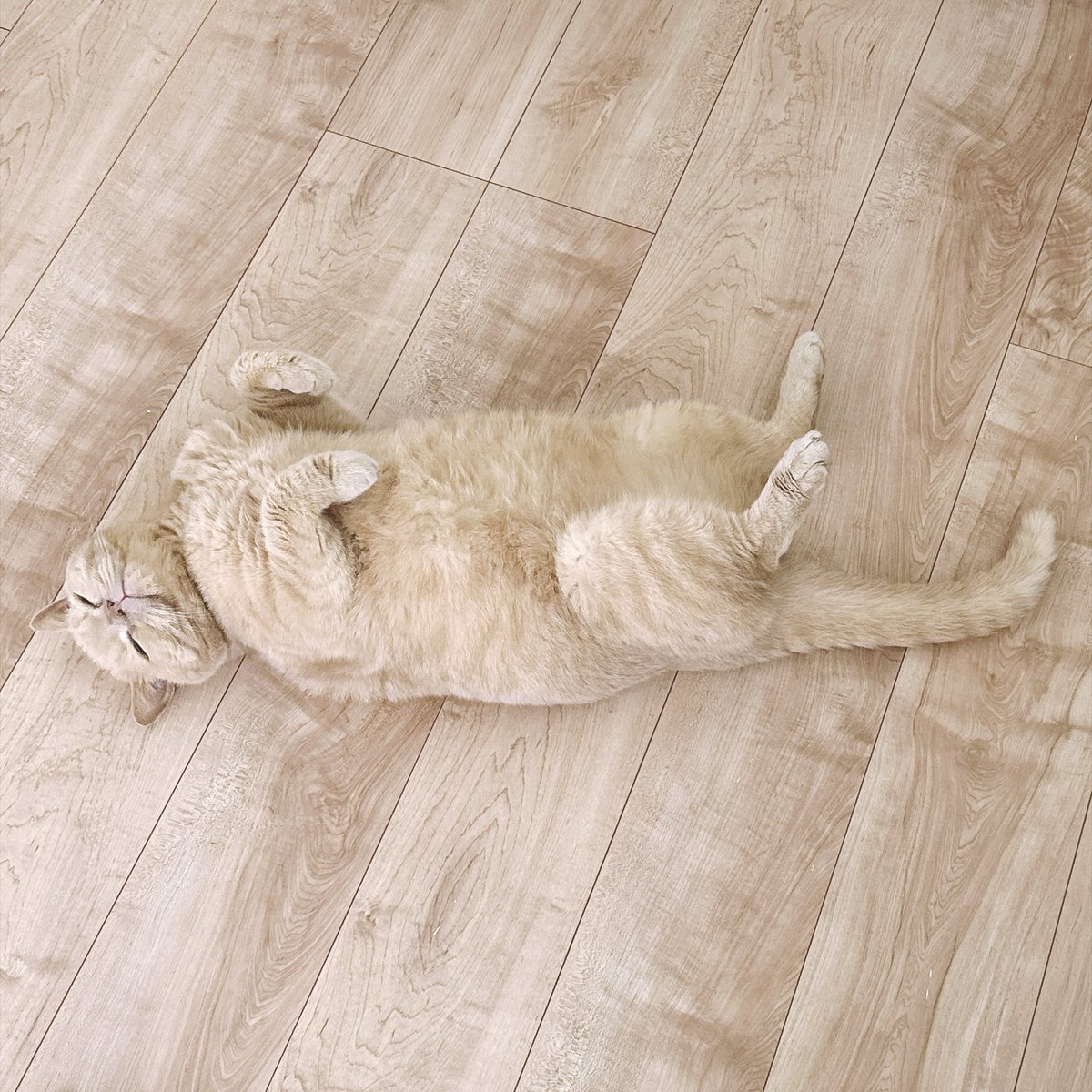 obota25's tweet photo. 🌻夏に訪れる我が家の危険⚠️

この時期になると床と同化し
ねころぶ…ねこ🐱

(編みもの関係ない投稿ですみませぬっ🙇‍♀️) https://t.co/ySgrD9Xfxy