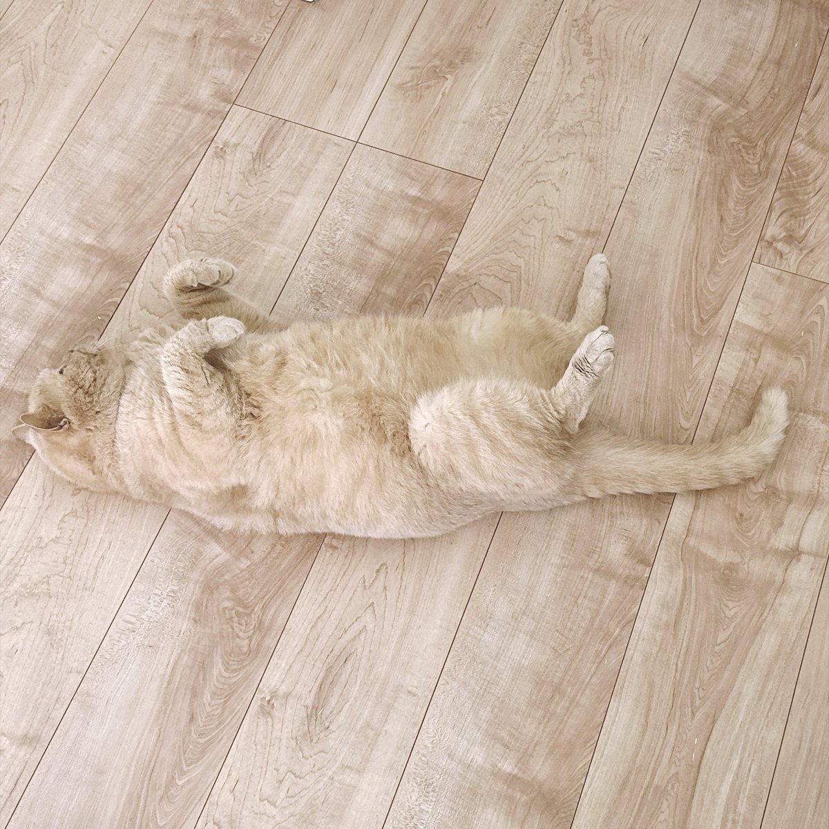 obota25's tweet photo. 🌻夏に訪れる我が家の危険⚠️

この時期になると床と同化し
ねころぶ…ねこ🐱

(編みもの関係ない投稿ですみませぬっ🙇‍♀️) https://t.co/ySgrD9Xfxy