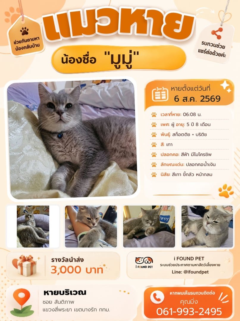 kledthai's tweet photo. 🐈วันนี้ 8 สิงหาคม 2569 เป็น #วันแมวโลก #วันแมวสากล ขออนุญาตช่วยตามหา #แมวหาย 🔎#ช่วยกันตามหาน้องกลับบ้าน
📍แมวหายจากบริเวณ "ซอยสันติภาพ" แขวงสี่พระยา เขตบางรัก กทม.🗓️เมื่อวันที่ 6 ส.ค. 2569 เวลา 06:08 น.
▪️น้องแมวชื่อ: "มูมู่"
▪️เพศผู้: สีเทา อายุ 5 ปี 8 เดือน
▪️พันธุ์: สก็อตติช + บริติช
▪️ปลอกคอ: สีฟ้า มีไมโครชิพ
▪️ลักษณะเด่น: ปลอกคอน้ำเงิน
▪️นิสัย: ขี้กลัว หน้ากลม
📣ผู้ใดมีเบาะแส แจ้งได้เลยตามประกาศในภาพ
▪️มีรางวัลนำส่ง 3,000 บาท
.
🐈‍⬛เกี่ยวกับ #วันแมวโลก #วันแมวสากล
"กองทุนนานาชาติเพื่อสวัสดิภาพสัตว์" (International Fund of Animal Welfare = IFAW) ริเริ่มกำหนดให้ "วันที่ 8 สิงหาคมของทุกปี" เป็น #วันแมวโลก เมื่อปี ค.ศ. 2002 เพื่อรณรงค์ให้ผู้คนตระหนัก รักและเข้าใจ ดูแล ช่วยเหลือ และไม่ทอดทิ้งแมว ไม่ว่าจะเป็นแมวบ้าน หรือแมวจร
.
▪️เกี่ยวกับ #มูมู่
น้องแมว "มูมู่" เคยให้เกียรติเป็นพรีเซ็นเตอร์ในโปสเตอร์ #วันแมวโลก ของเพจเฟซบุ๊กเคล็ดไทย เมื่อปี พ.ศ. 2566 – 2567 โดยปี 2566 เป็นร่วมกับน้องสาวคือ "มาม่า" ต่อมาในปี 2567 มีลูกๆ ทั้ง 2 คือ "มิวมิว" และ "แมมแมม" มาร่วมด้วย 
📜ตอนนี้น้อง "มูมู่" หายตัวไปจากบ้านในซอยสันติภาพ ย่าน ถ.นเรศ เขตบางรัก ตามประกาศข้างบน
✨"เคล็ดไทย"✨ขอเป็นอีกหนึ่งช่องทางในการประกาศตามหา หากผู้ใดพบเจอหรือมีเบาะแส แจ้งได้ตามช่องทางในประกาศ
#เคล็ดไทยจัดจำหน่าย
#WorldCatDay2026 #WorldCatDay #InternationalCatDay2026 #InternationalCatDay #แมวหาย #ตามหาแมว #ทาสแมว #มูมู่ #ซอยสันติภาพ #ถนนนเรศ #เขตบางรัก