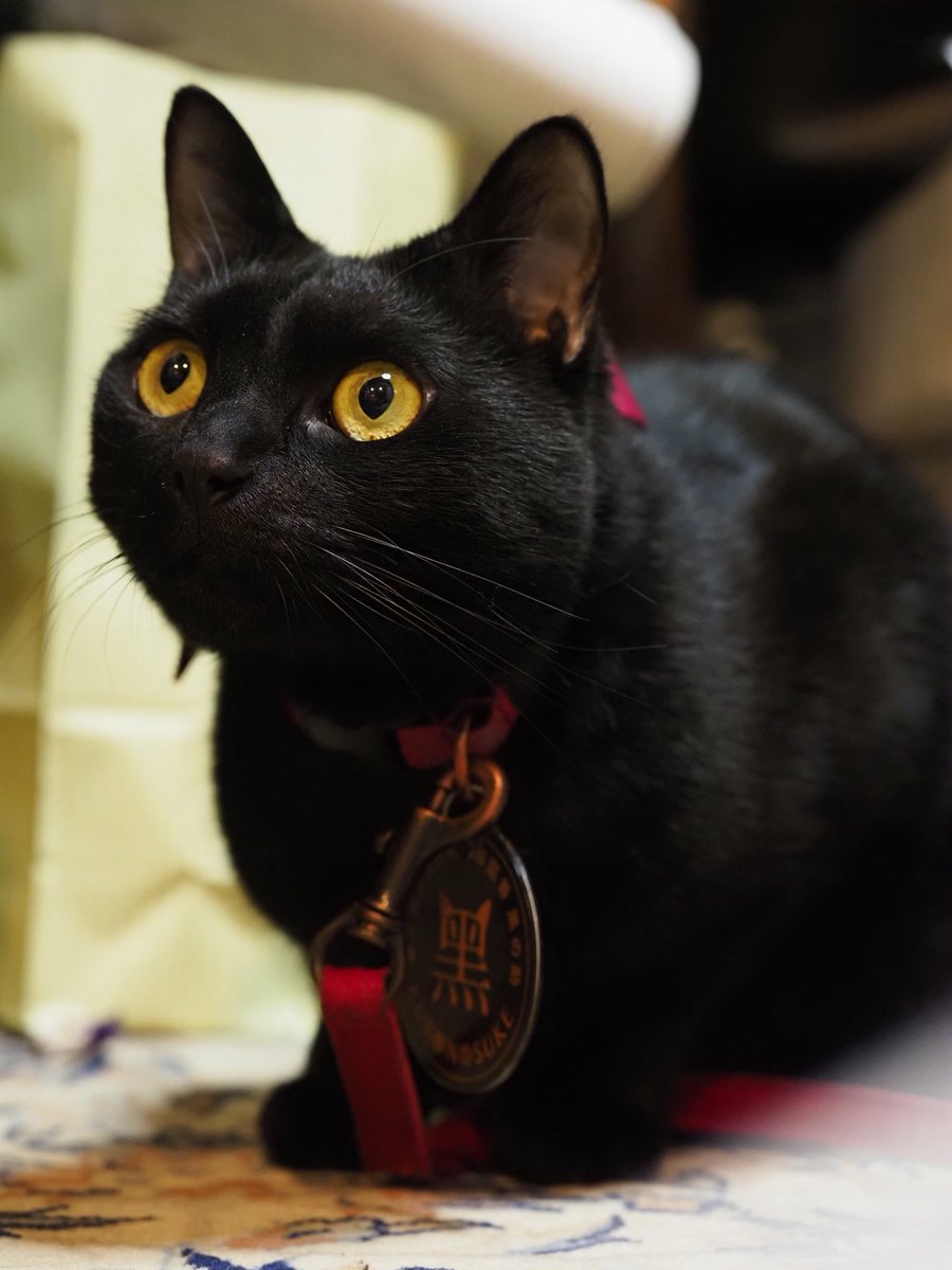 YumejiArtMuseum's tweet photo. #世界猫の日
#InternationalCatDay 

黑の助が美術館にきてから
10年がたちます。
ありがとう❤️
健康で長生きしてね🐈‍⬛

#夢二郷土美術館
#猫
#yumejiartmuseum
#cat https://t.co/sAgEUrzctc