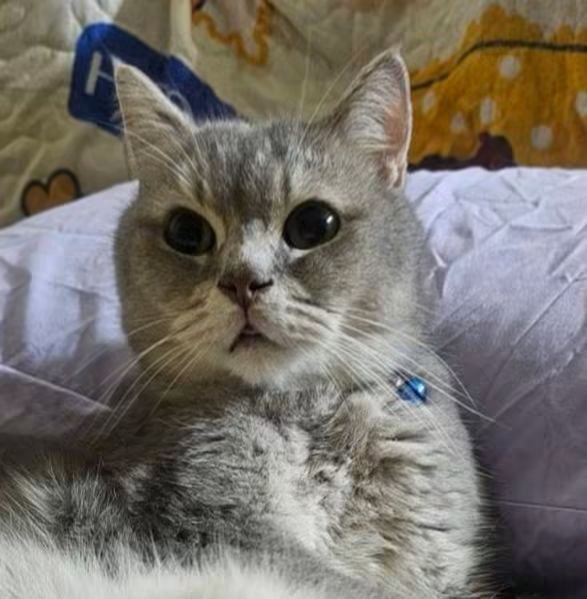 kledthai's tweet photo. 🐈วันนี้ 8 สิงหาคม 2569 เป็น #วันแมวโลก #วันแมวสากล ขออนุญาตช่วยตามหา #แมวหาย 🔎#ช่วยกันตามหาน้องกลับบ้าน
📍แมวหายจากบริเวณ "ซอยสันติภาพ" แขวงสี่พระยา เขตบางรัก กทม.🗓️เมื่อวันที่ 6 ส.ค. 2569 เวลา 06:08 น.
▪️น้องแมวชื่อ: "มูมู่"
▪️เพศผู้: สีเทา อายุ 5 ปี 8 เดือน
▪️พันธุ์: สก็อตติช + บริติช
▪️ปลอกคอ: สีฟ้า มีไมโครชิพ
▪️ลักษณะเด่น: ปลอกคอน้ำเงิน
▪️นิสัย: ขี้กลัว หน้ากลม
📣ผู้ใดมีเบาะแส แจ้งได้เลยตามประกาศในภาพ
▪️มีรางวัลนำส่ง 3,000 บาท
.
🐈‍⬛เกี่ยวกับ #วันแมวโลก #วันแมวสากล
"กองทุนนานาชาติเพื่อสวัสดิภาพสัตว์" (International Fund of Animal Welfare = IFAW) ริเริ่มกำหนดให้ "วันที่ 8 สิงหาคมของทุกปี" เป็น #วันแมวโลก เมื่อปี ค.ศ. 2002 เพื่อรณรงค์ให้ผู้คนตระหนัก รักและเข้าใจ ดูแล ช่วยเหลือ และไม่ทอดทิ้งแมว ไม่ว่าจะเป็นแมวบ้าน หรือแมวจร
.
▪️เกี่ยวกับ #มูมู่
น้องแมว "มูมู่" เคยให้เกียรติเป็นพรีเซ็นเตอร์ในโปสเตอร์ #วันแมวโลก ของเพจเฟซบุ๊กเคล็ดไทย เมื่อปี พ.ศ. 2566 – 2567 โดยปี 2566 เป็นร่วมกับน้องสาวคือ "มาม่า" ต่อมาในปี 2567 มีลูกๆ ทั้ง 2 คือ "มิวมิว" และ "แมมแมม" มาร่วมด้วย 
📜ตอนนี้น้อง "มูมู่" หายตัวไปจากบ้านในซอยสันติภาพ ย่าน ถ.นเรศ เขตบางรัก ตามประกาศข้างบน
✨"เคล็ดไทย"✨ขอเป็นอีกหนึ่งช่องทางในการประกาศตามหา หากผู้ใดพบเจอหรือมีเบาะแส แจ้งได้ตามช่องทางในประกาศ
#เคล็ดไทยจัดจำหน่าย
#WorldCatDay2026 #WorldCatDay #InternationalCatDay2026 #InternationalCatDay #แมวหาย #ตามหาแมว #ทาสแมว #มูมู่ #ซอยสันติภาพ #ถนนนเรศ #เขตบางรัก