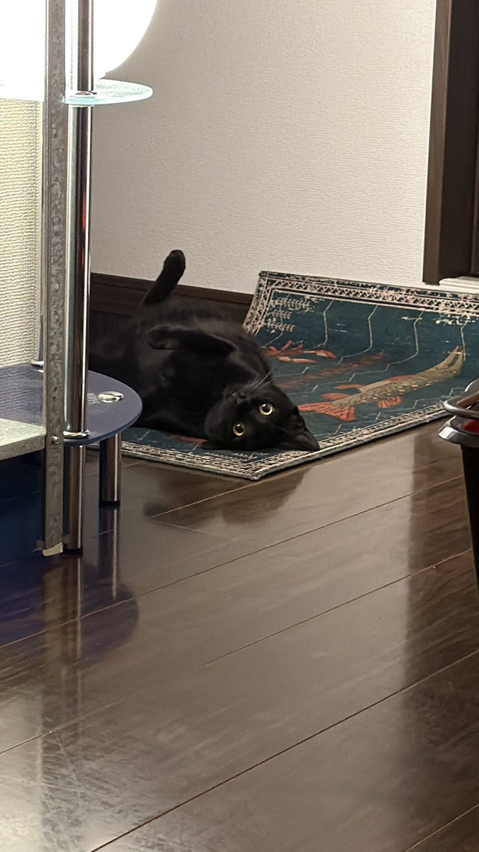 a_wgo9's tweet photo. 全ての猫がしあわせになりますように
#世界猫の日 https://t.co/dLelZL3TUb