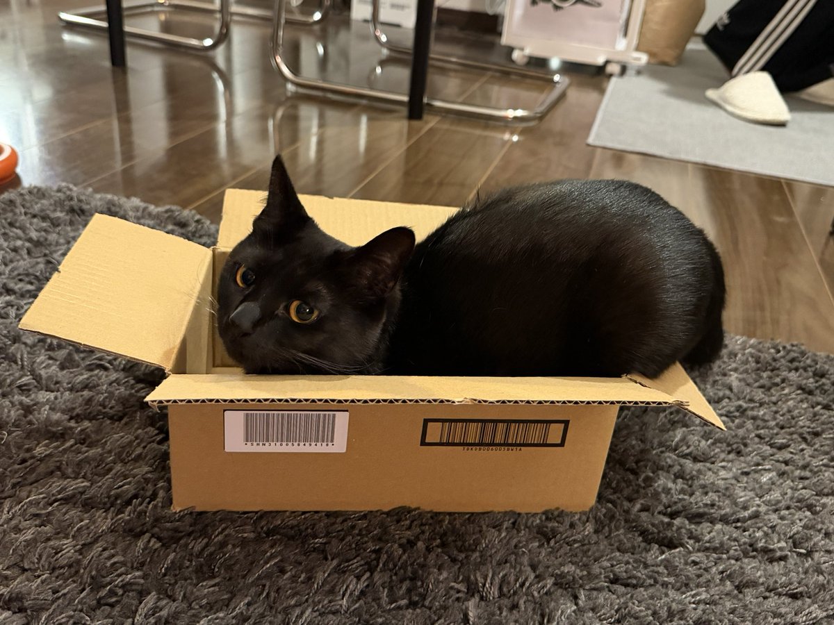 a_wgo9's tweet photo. 全ての猫がしあわせになりますように
#世界猫の日 https://t.co/dLelZL3TUb