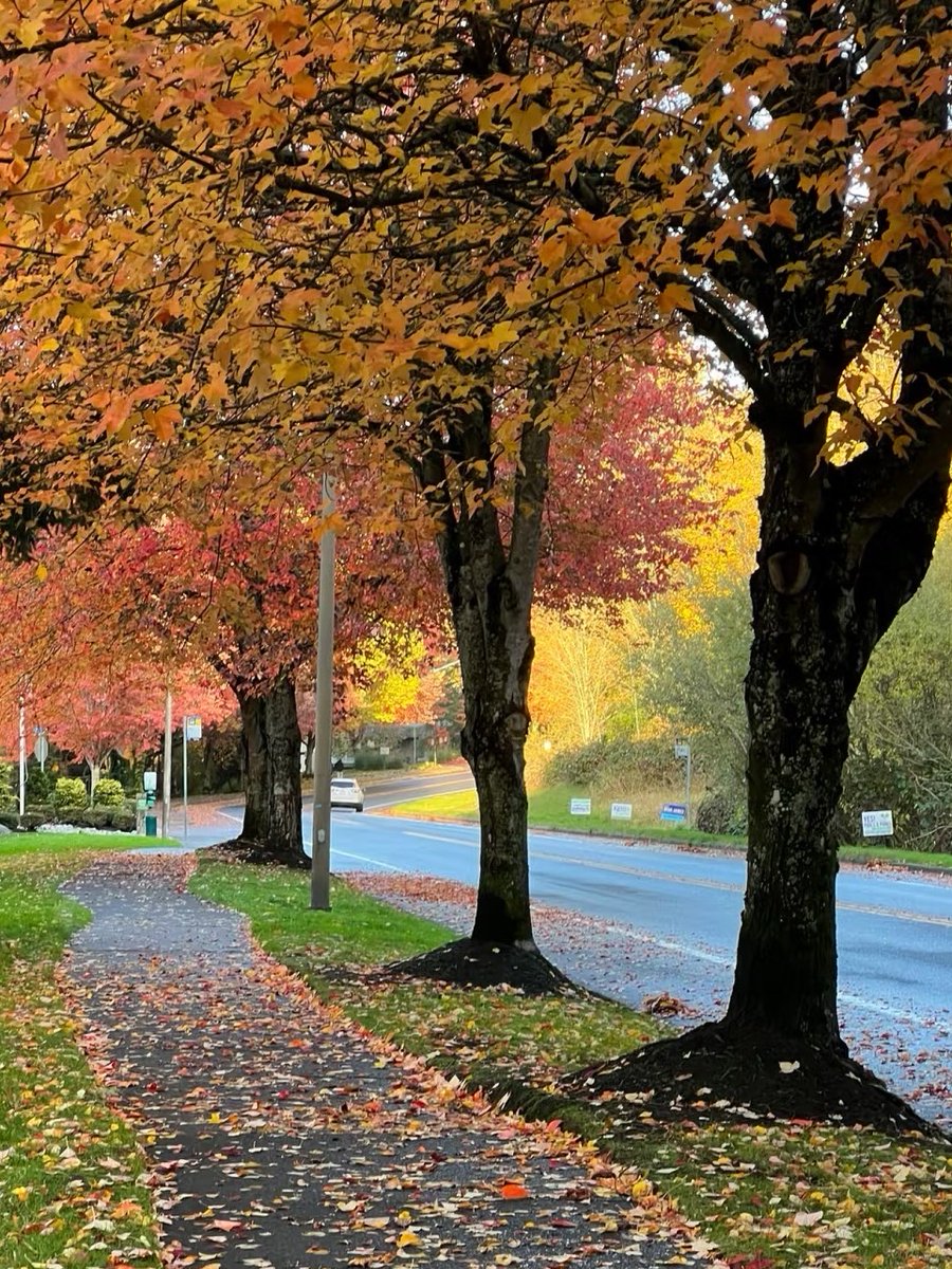 Akabhenywa's tweet photo. [Chilly autumn breeze + golden maple leaves = perfect cozy weekend! ]， https://t.co/0E1CB9U9XC