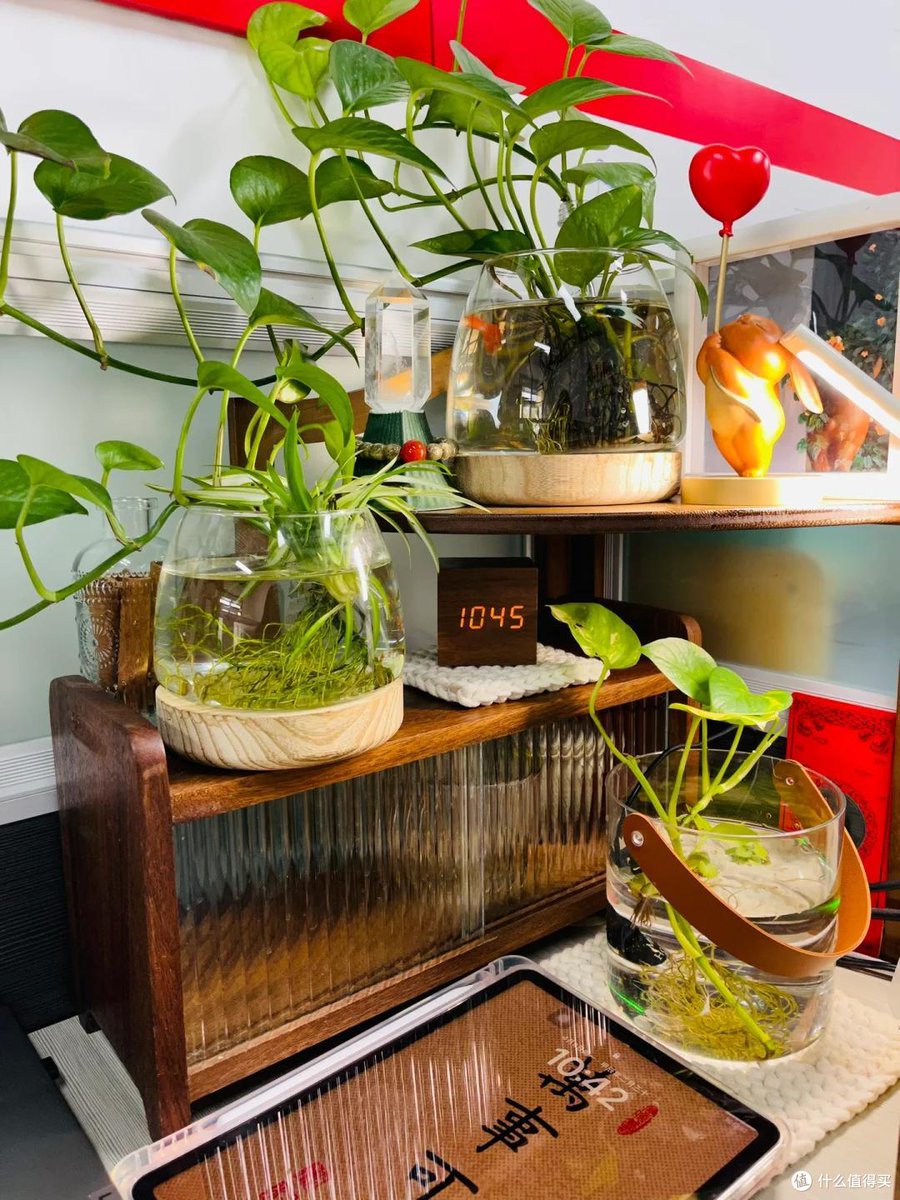 amnvz42875951's tweet photo. Pro tip for your pothos: Water when the top 2 inches of soil feel dry! Avoid overwatering to keep it lush and vibrant.， https://t.co/0xO8tGGP2m