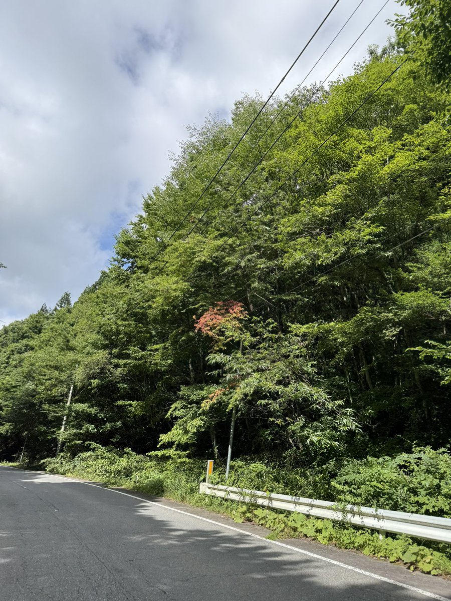 hisui8835's tweet photo. いわき市田人町では葉っぱが色付いてる。
まだ8月上旬なのに早過ぎないか？

 #空ネット https://t.co/zP5qHsebMl