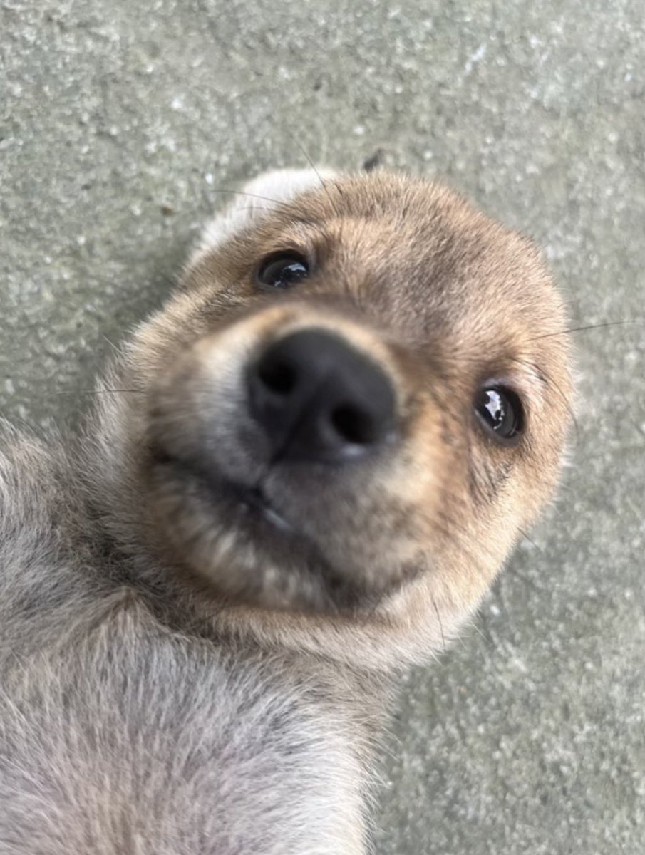 twaniimals's tweet photo. https://t.co/dPrYJidTNS
