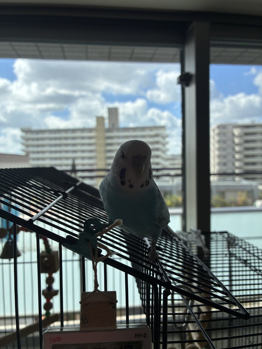 hachixco's tweet photo. 今日も元気🦜😃

飛行中の写真をいつか撮りたい😭 https://t.co/KNIS5YMP5G